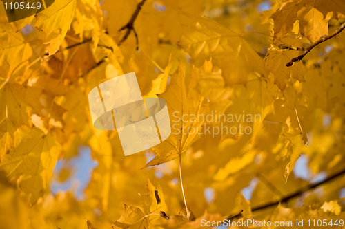 Image of Golden Fall - yellow maple leaves