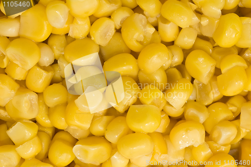 Image of Closeup of Golden sweetcorn grains