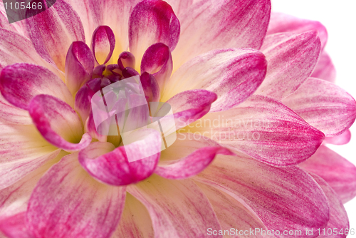 Image of Pink dahlia (georgina) isolated