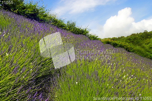 Image of Lavender