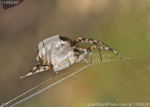 Image of Closeup of large spider on cobweb 