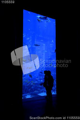 Image of Aquarium