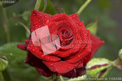 Image of Beautiful rose with water droplets