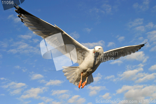 Image of Seagull