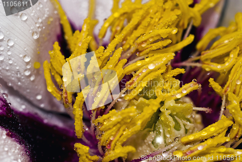 Image of Peony bud close-up