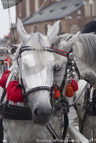 Image of Two beautiful harnessed horses