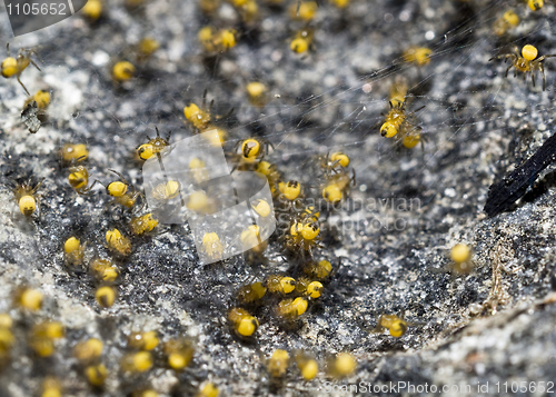 Image of Closeup of spider nest with hatch