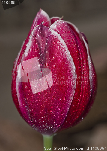 Image of Red tulip with droplets