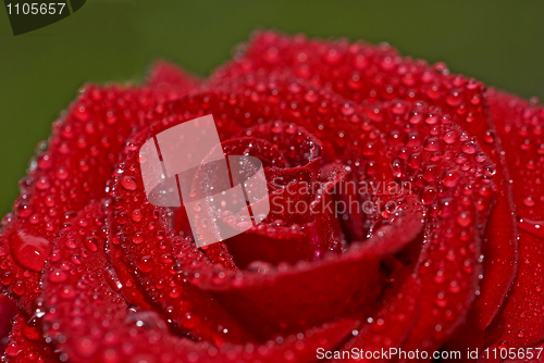 Image of Closeup of beautiful red rose with droplets