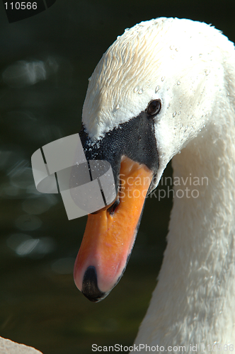 Image of Swan