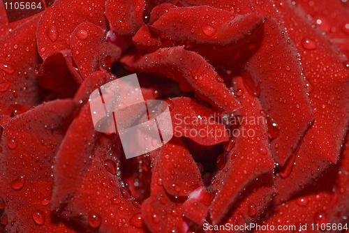 Image of Closeup of rose bud with water droplets 