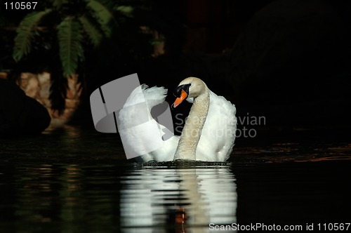 Image of Swan