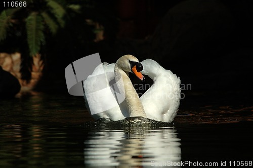 Image of Swan