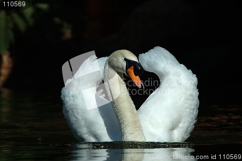 Image of Swan