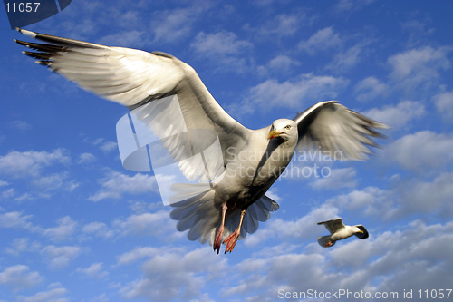 Image of Seagulls