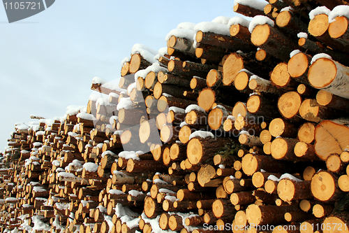 Image of Large Stack of Timber Logs