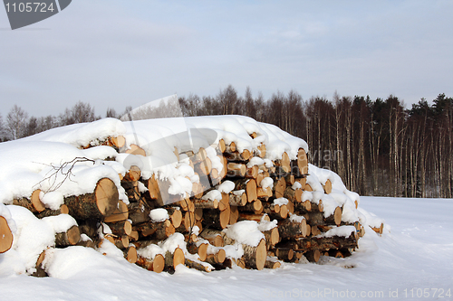 Image of Birch Logs and Birch Trees in Winter