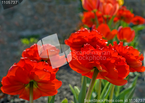 Image of Blossomed out tulips