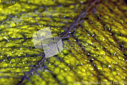 Image of Leaf with droplets