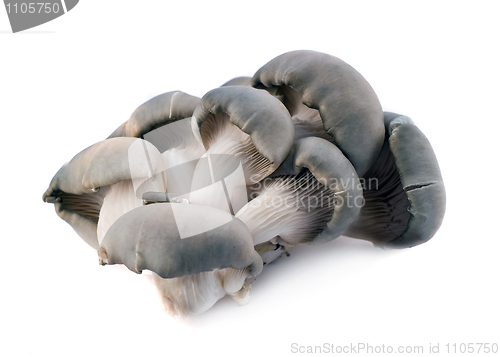 Image of Mushrooms