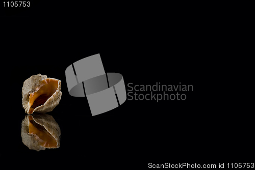 Image of Shell