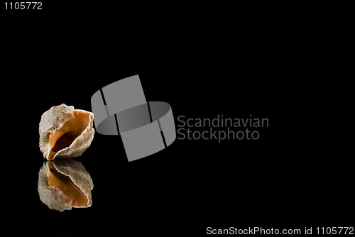 Image of Shell