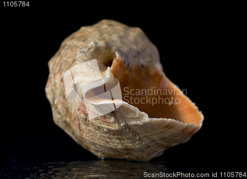 Image of Shell