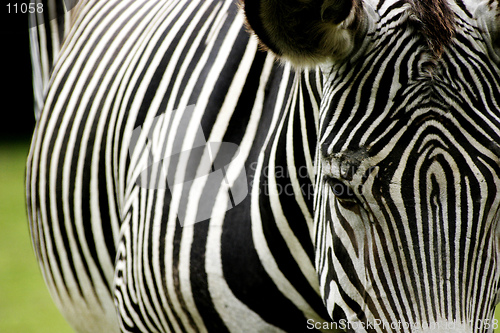 Image of Zebra