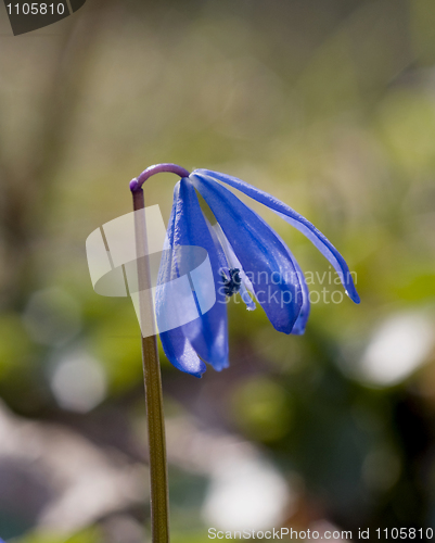 Image of Beautiful Snowdrop