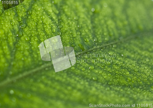 Image of Green leaf with drops