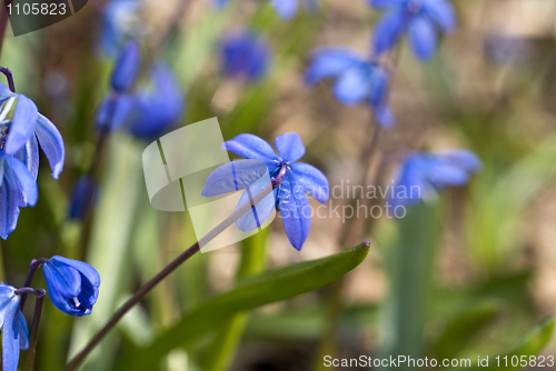 Image of Blue snowdrop