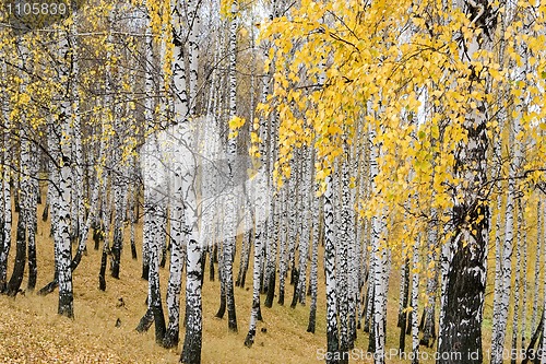 Image of autumn birch forest