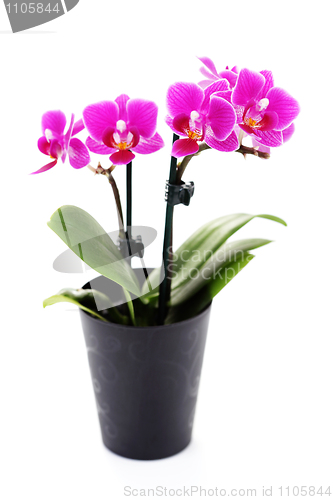 Image of pink orchid