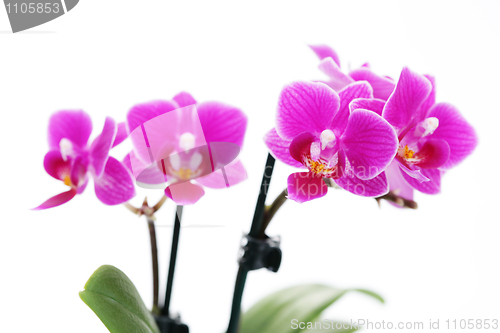 Image of pink orchid