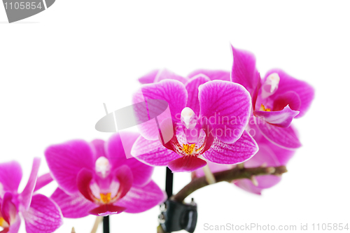 Image of pink orchid