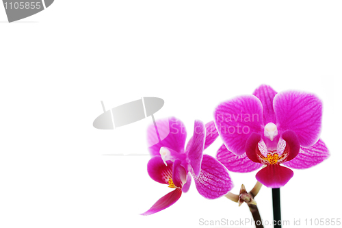 Image of pink orchid
