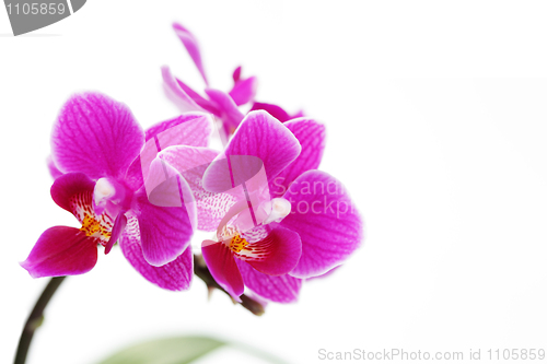 Image of pink orchid