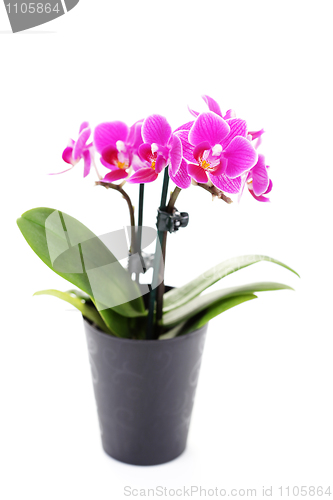 Image of pink orchid