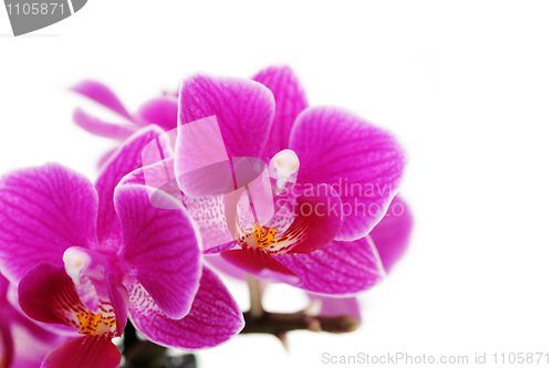 Image of pink orchid