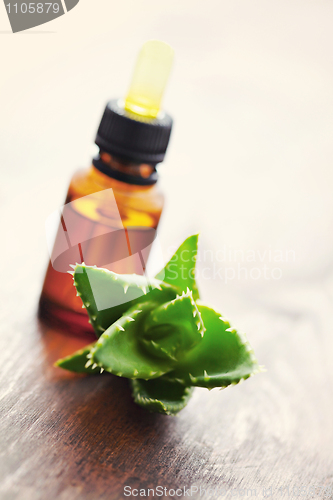 Image of aloe vera essential oil