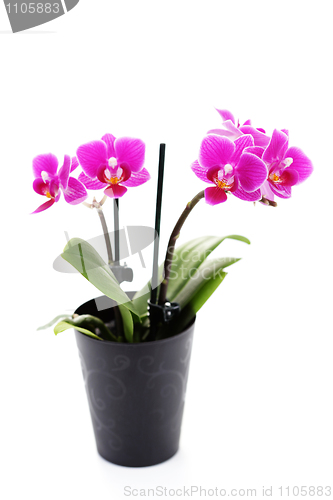 Image of pink orchid
