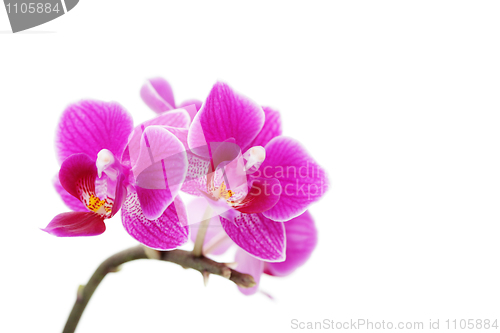 Image of pink orchid