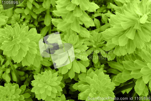 Image of leaves