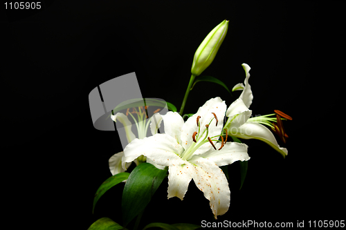 Image of lily 