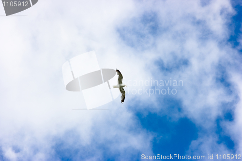 Image of Soaring seagull