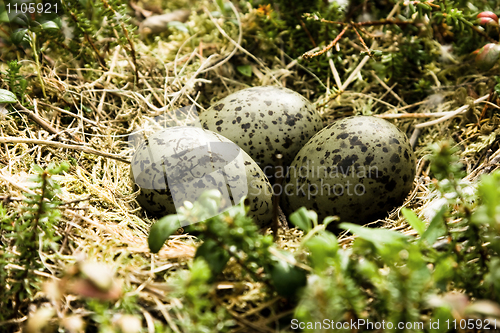 Image of Nest with eggs