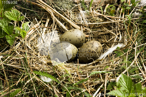 Image of Nest with eggs