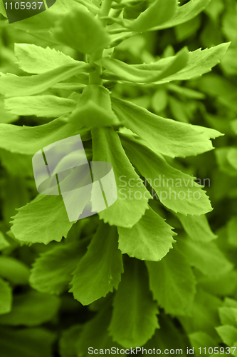 Image of leaves 