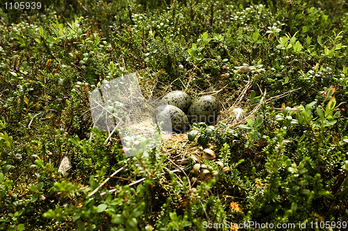 Image of Nest with eggs