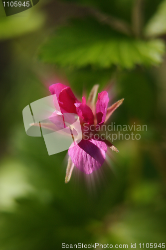 Image of Flower